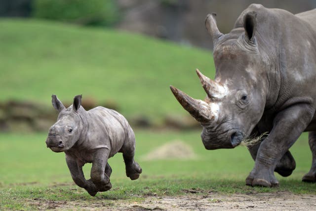 A rare six-week-old southern white rhino calf called Zawadi, explores her paddock for the first time at Africa Alive! in Lowestoft