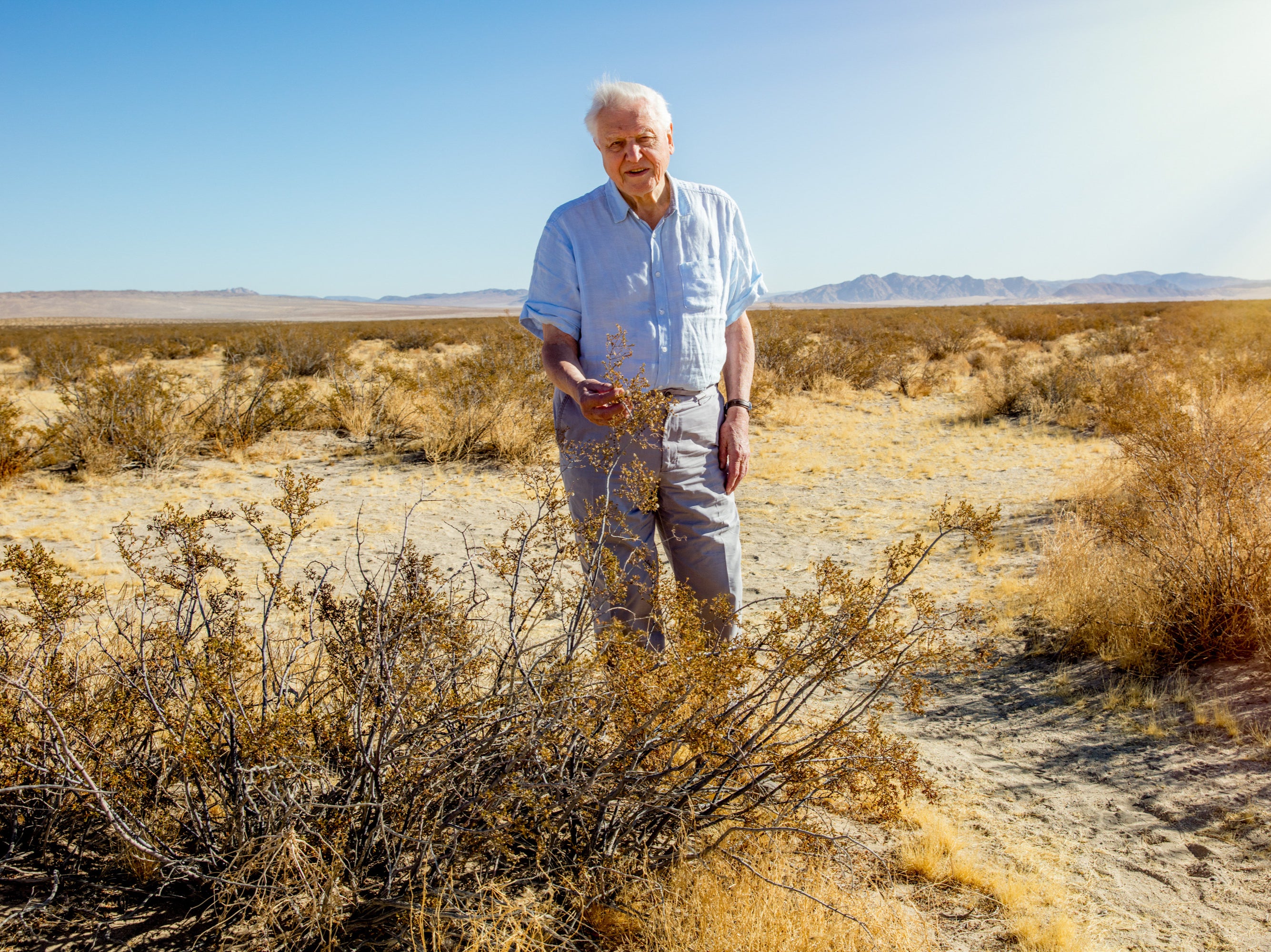Sir David Attenborough standing next to an ancient creosote bush