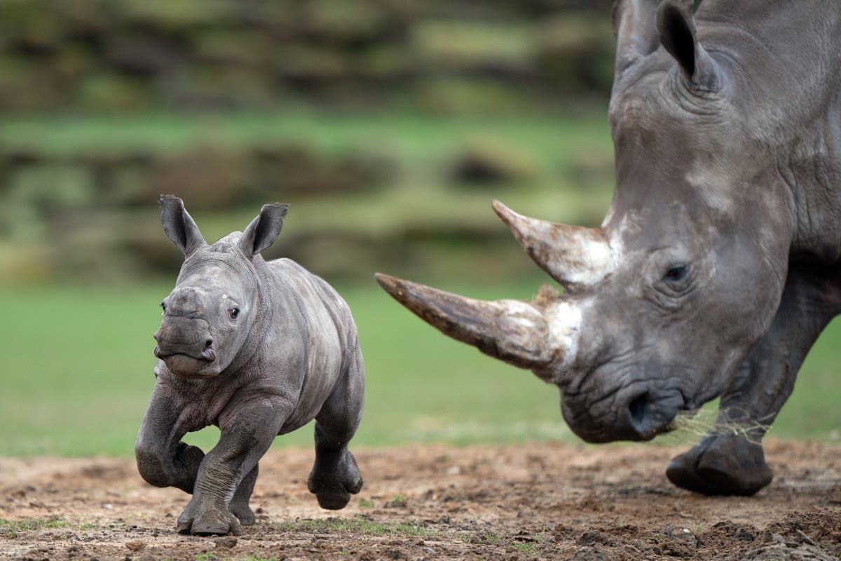 Six-week-old rhino calf explores enclosure for first time Six-week-old rhino calf explores enclosure for first time