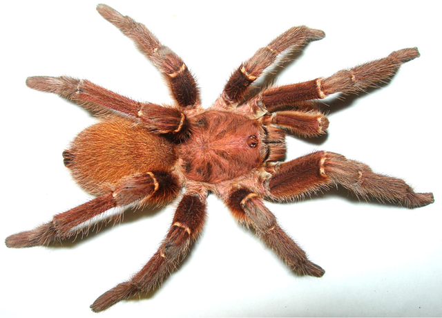 <p>A King Baboon spider or ‘P muticus’ </p>