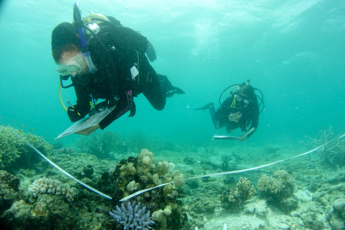 Australia pledges $704 million to save Great Barrier Reef | The Independent