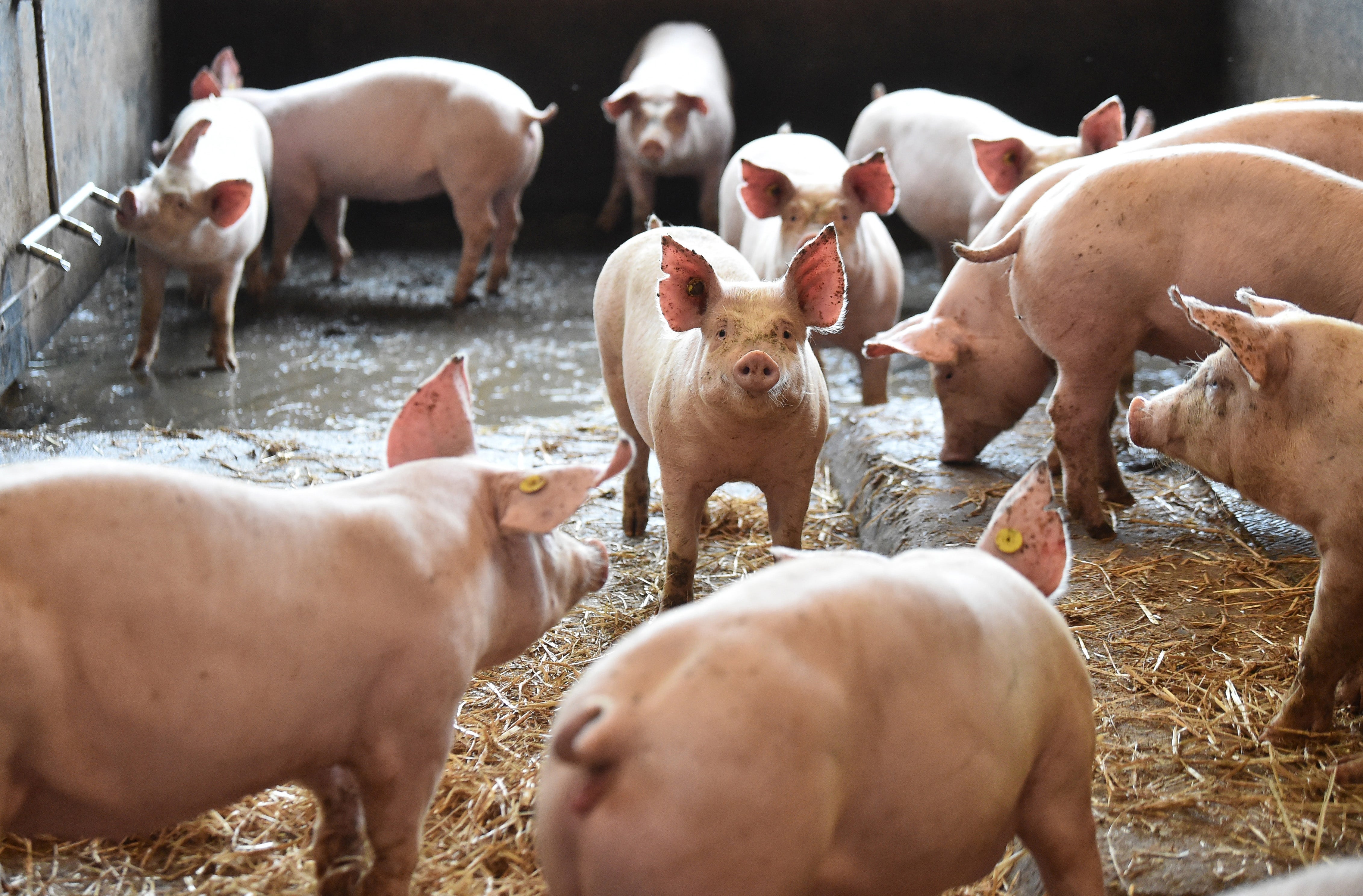 EU rules, introduced on Friday, ban the import of animal produce reared with antibiotic growth promoters.