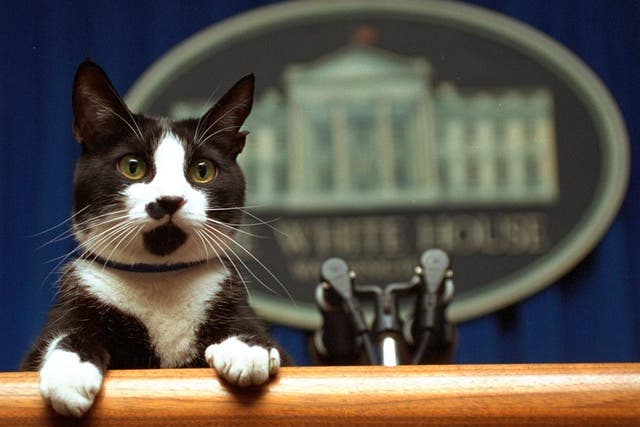 Biden New Cat Presidential Pets