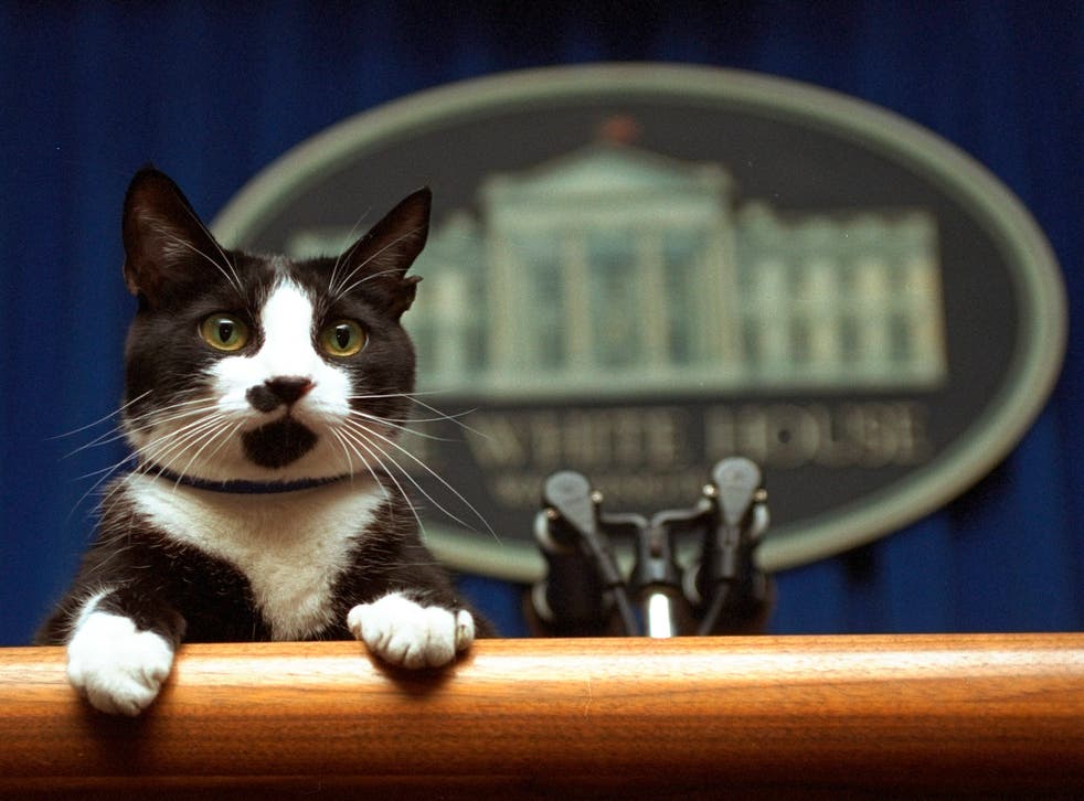 Biden New Cat Presidential Pets