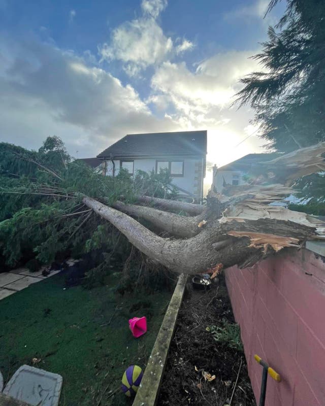 A fallen tree in Clydebank, Scotland (Gregor Fulton)