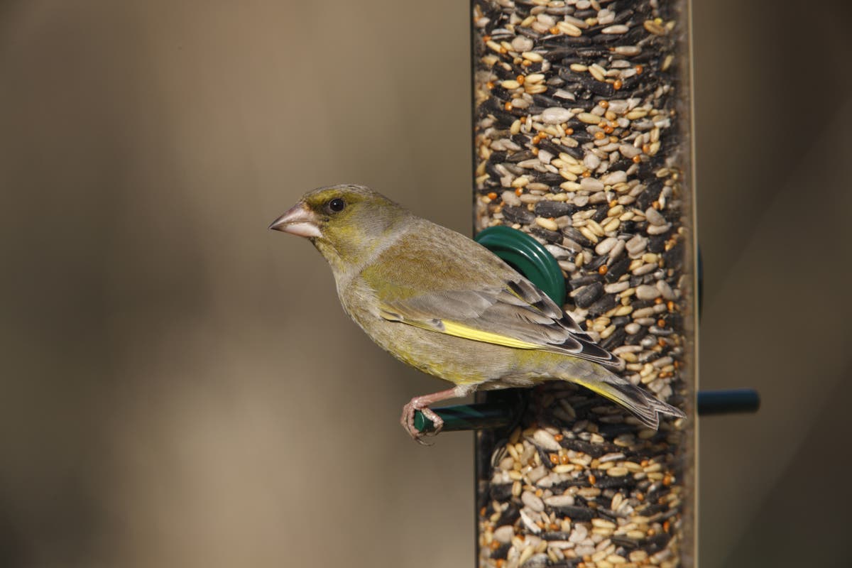 Flying start to this year’s Big Garden Birdwatch survey | The Independent