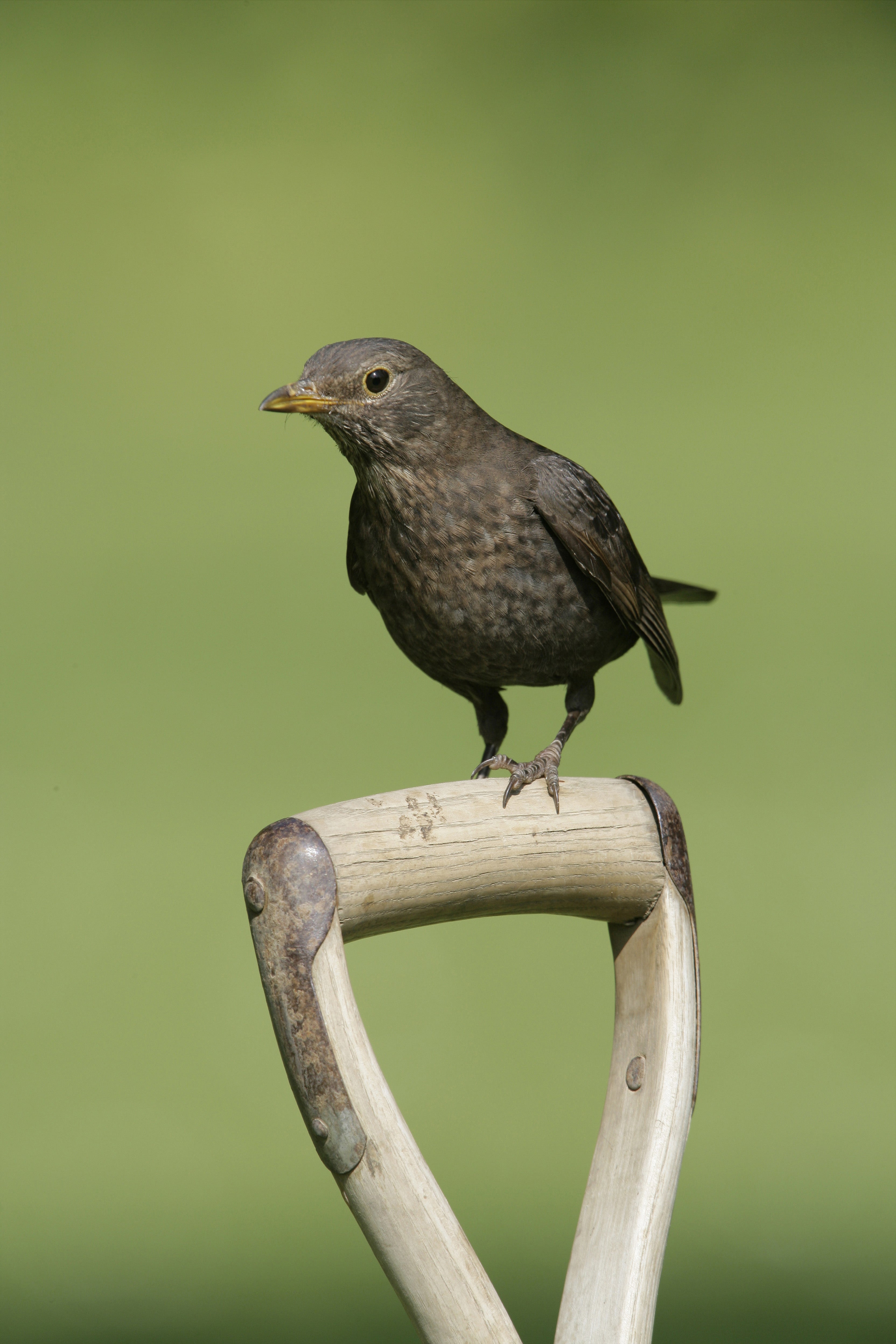 A blackbird sitting on a fork handle in a garden (Nigel Blake/RSPB/PA)