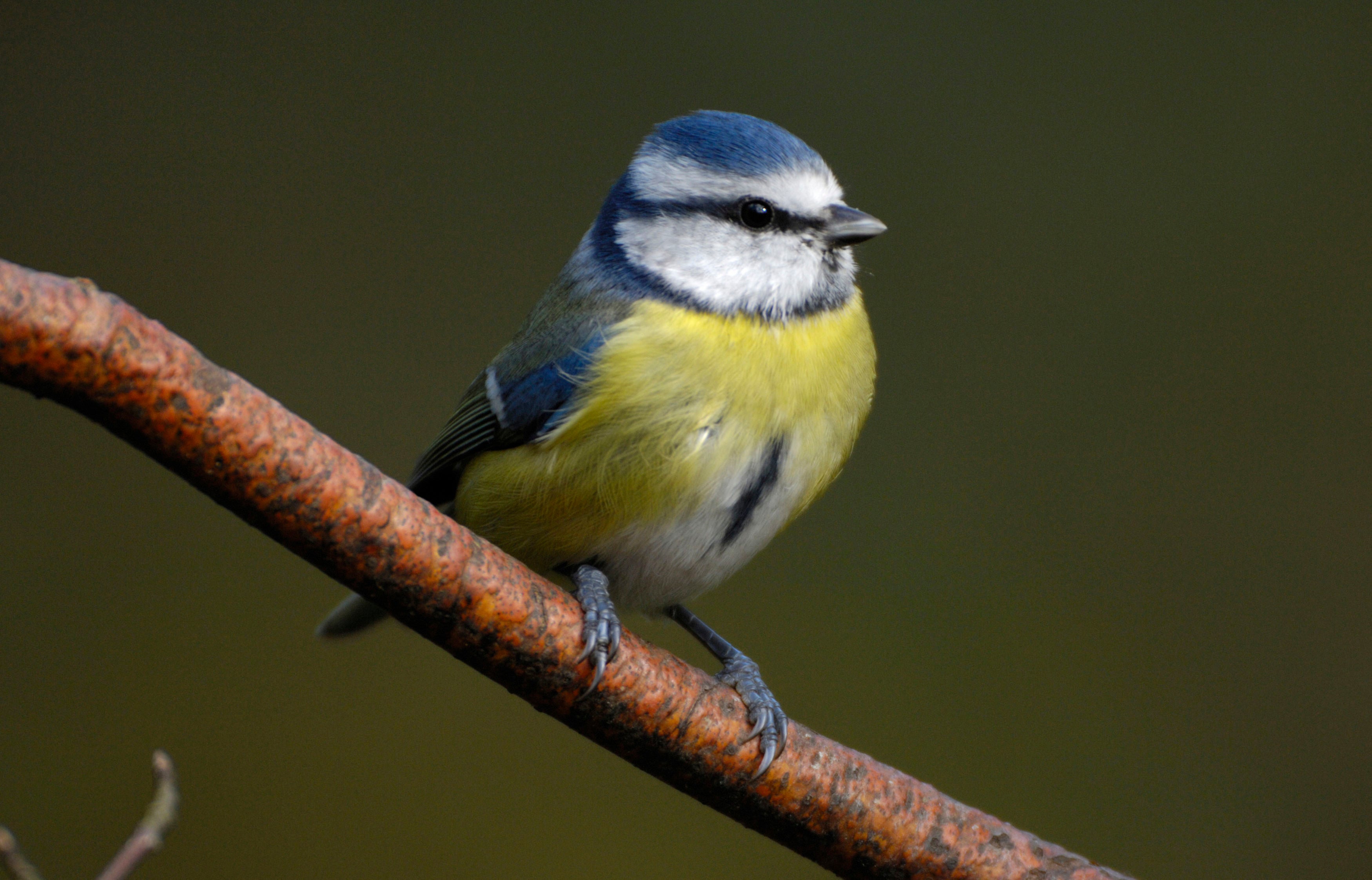 Blue tits are one of the common birds recorded in the survey (Ray Kennedy/RSPB/PA)