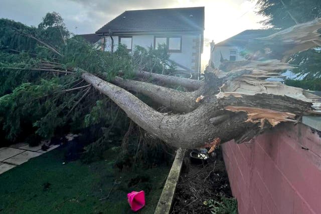 <p>Fallen tree in Clydebank, near Glasgow, after high winds during Storm Malik </p>