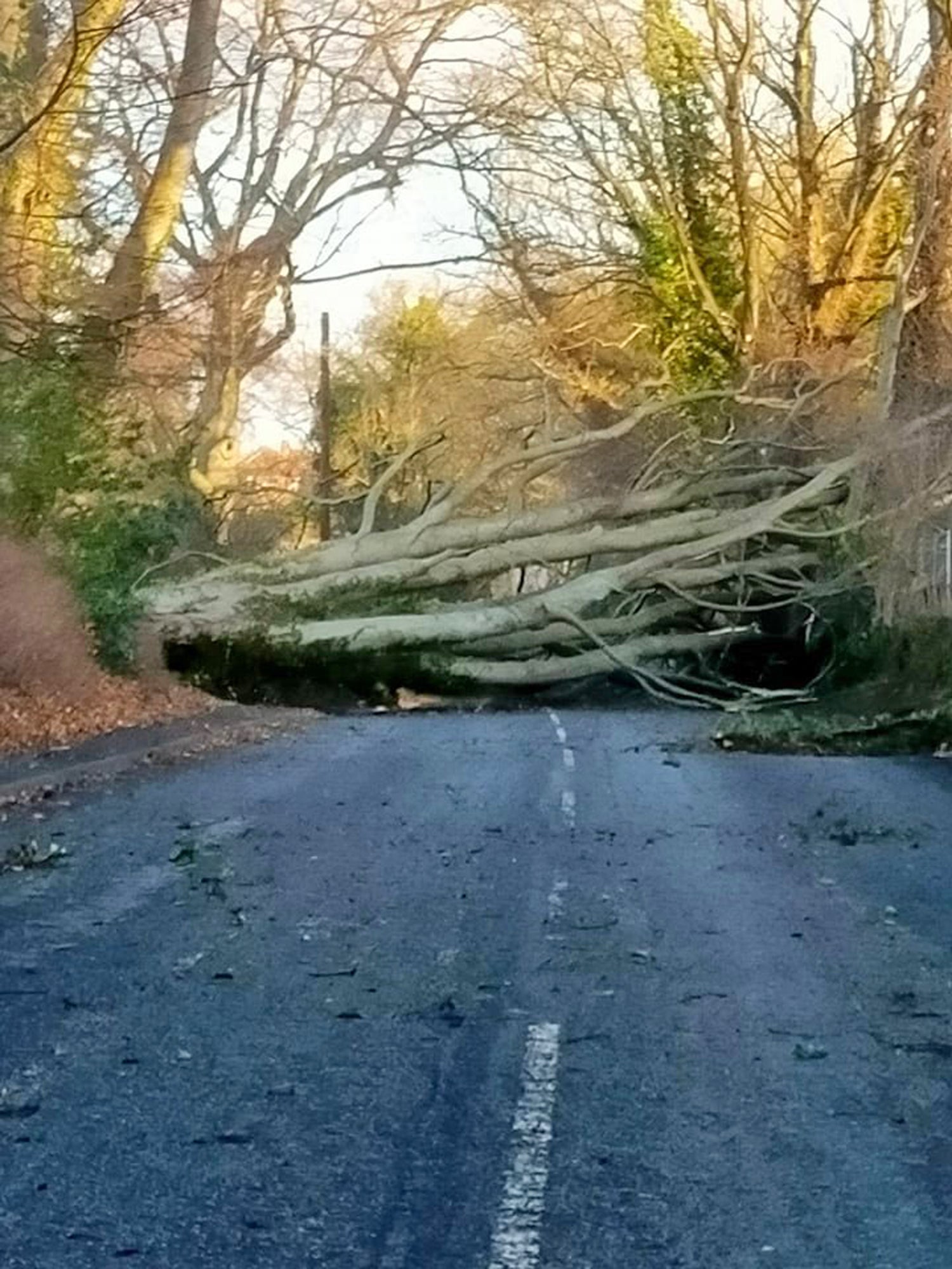 Fallen trees have blocked crucial roads, such as the A694 in Durham (Jennifer Dent)