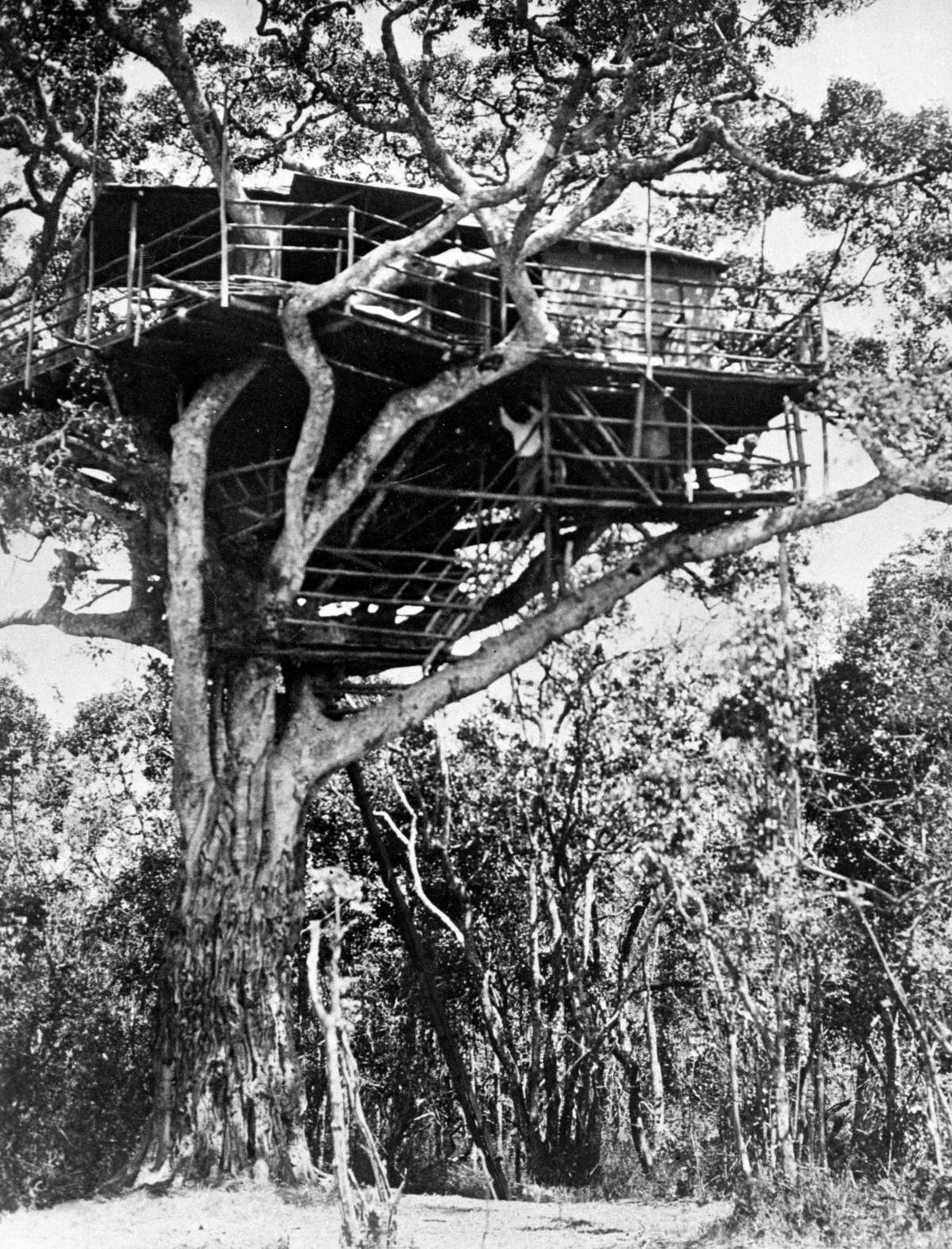 How Elizabeth became Queen watching baboons at sunrise from Kenyan treetops