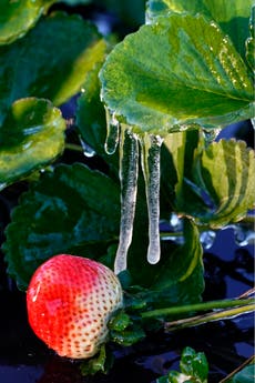 Brrr! It got so cold in Florida, iguanas fell from trees