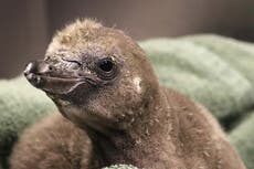 Gay penguins in New York become dads