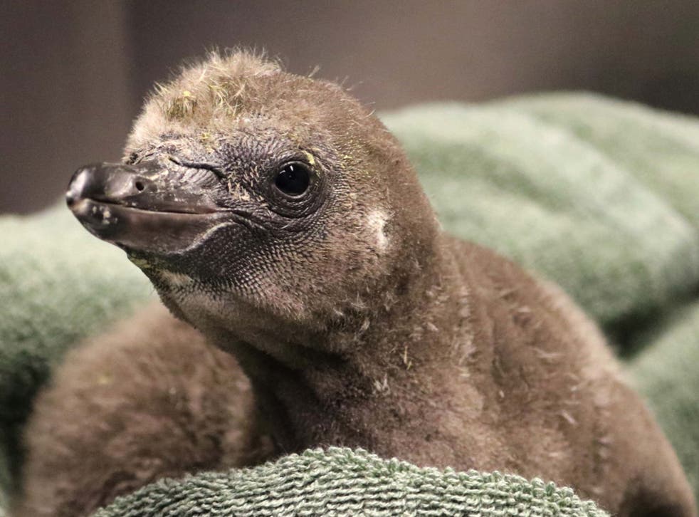 <p>The penguin chick that hatched on New Year’s Day after being cared for by two males</p>