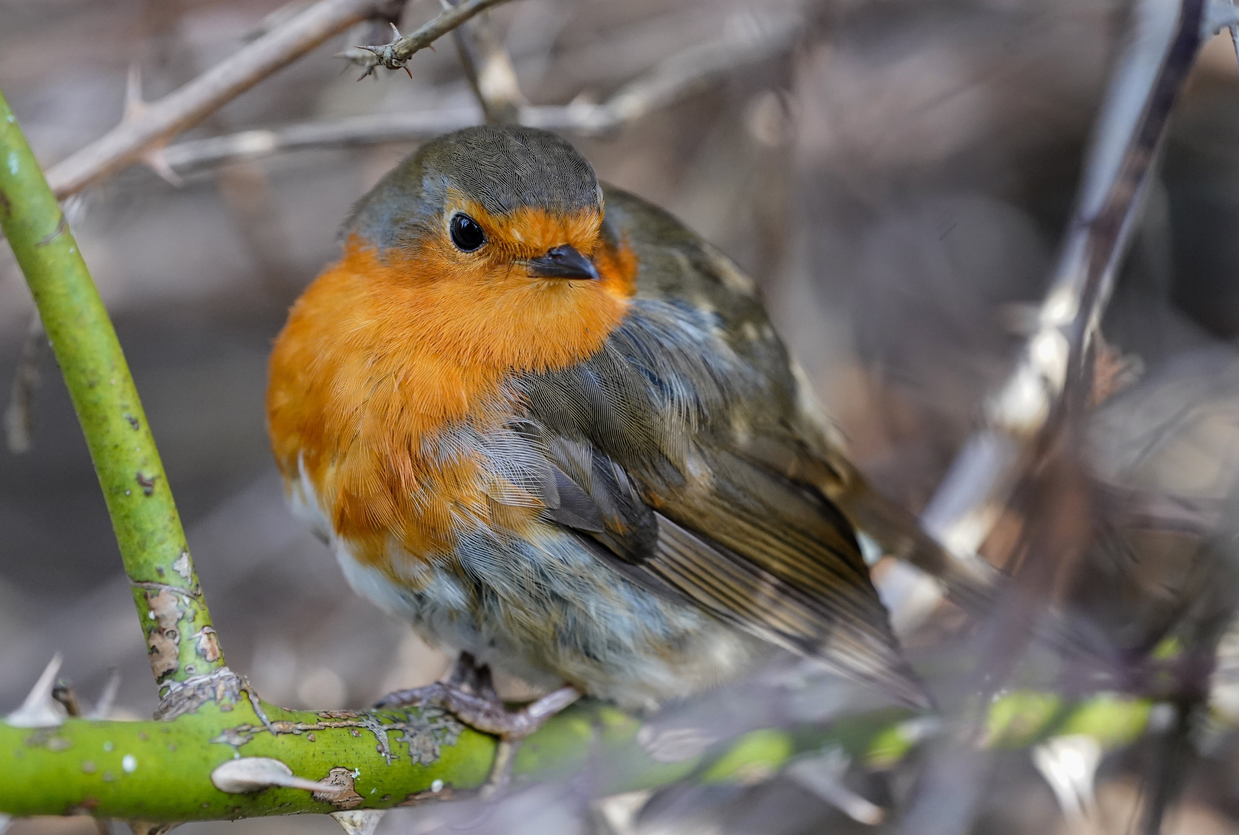 A robin, one of the most commonly spotted species in the Big Garden Birdwatch (Ian West/PA)