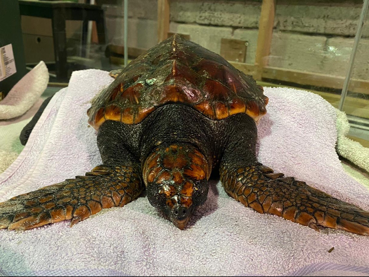 The loggerhead turtle that was found washed-up on a beach in western Scotland