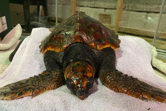 <p>The loggerhead turtle that was found washed-up on a beach in western Scotland</p>