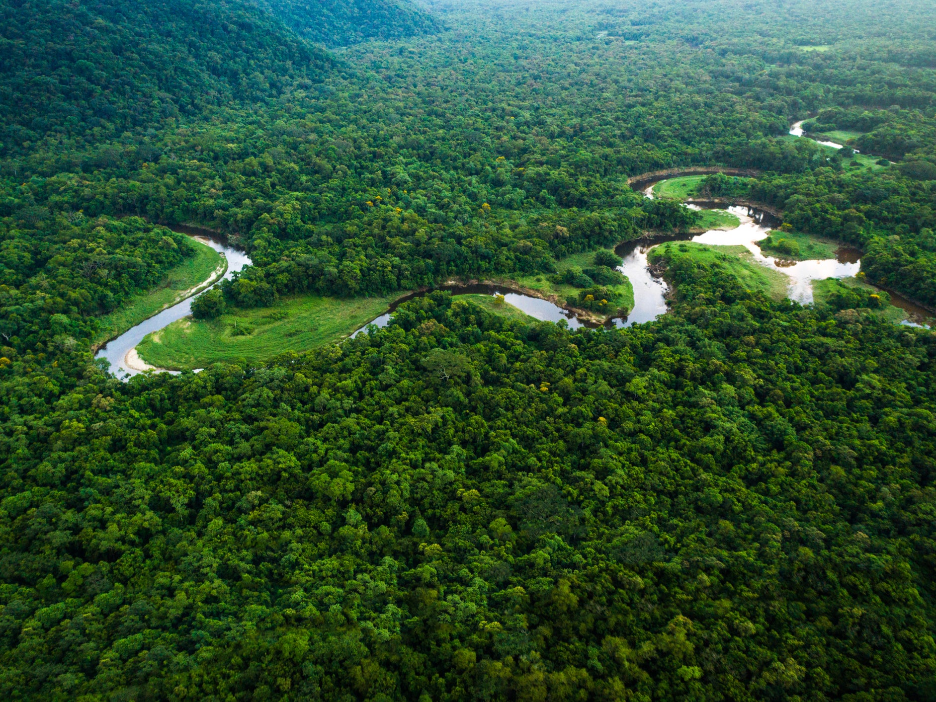 View of the Atlantic Forest in Brazil. As many as 40% of the world’s undiscovered tree species could be in South America