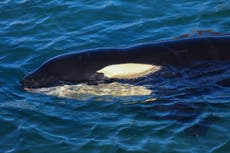 Orcas recorded for the first time hunting and killing blue whales