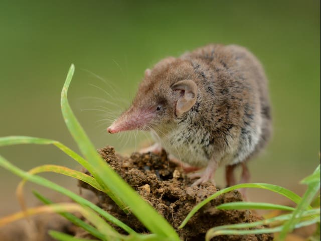 <p>Shrews need to eat a prodigious amount of food to stay alive</p>