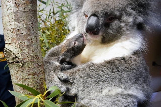 Koala born at Longleat. (Longleat safari park/PA)