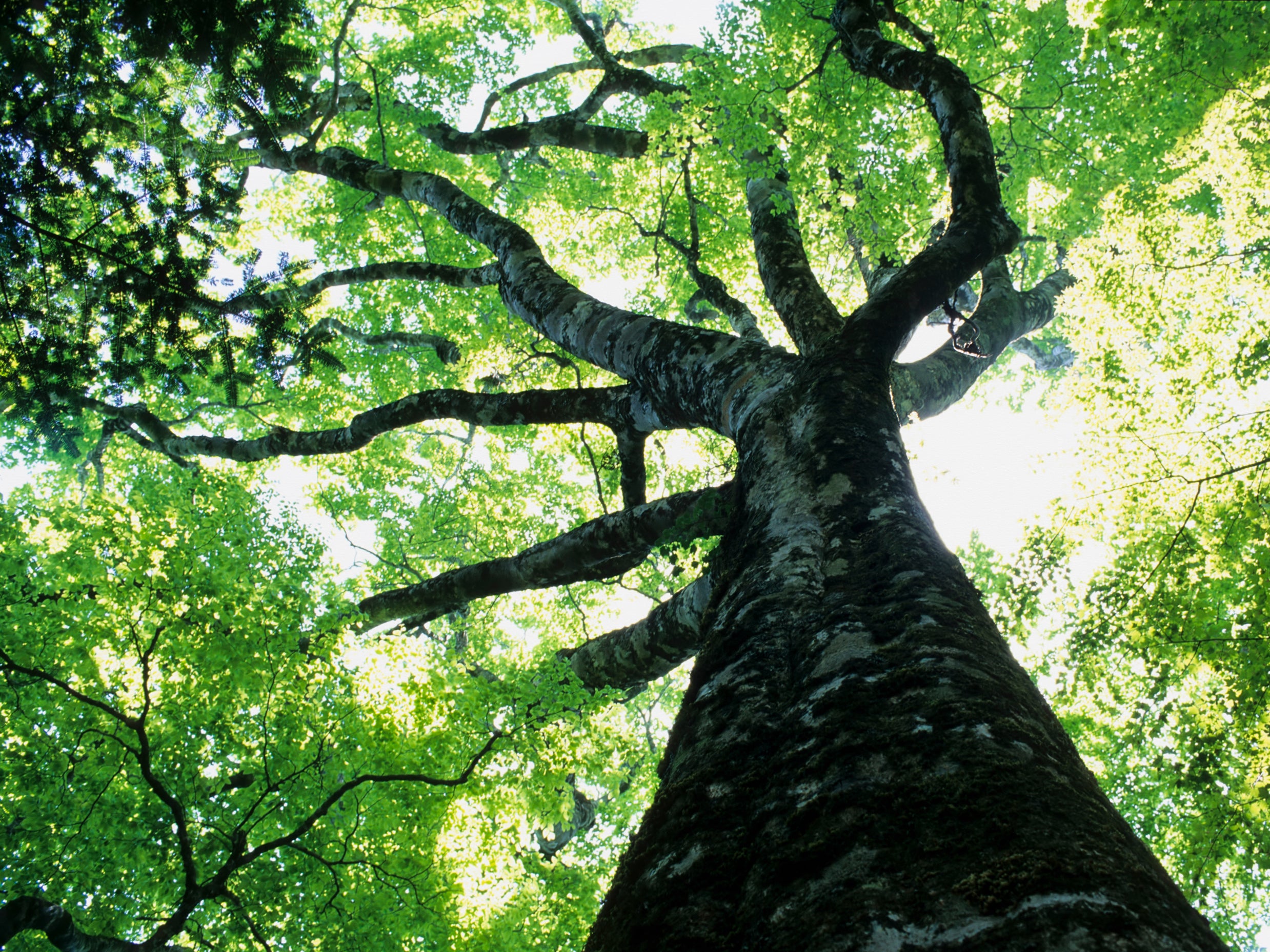 Ancient trees play crucial role in long-term survival of forest, study finds