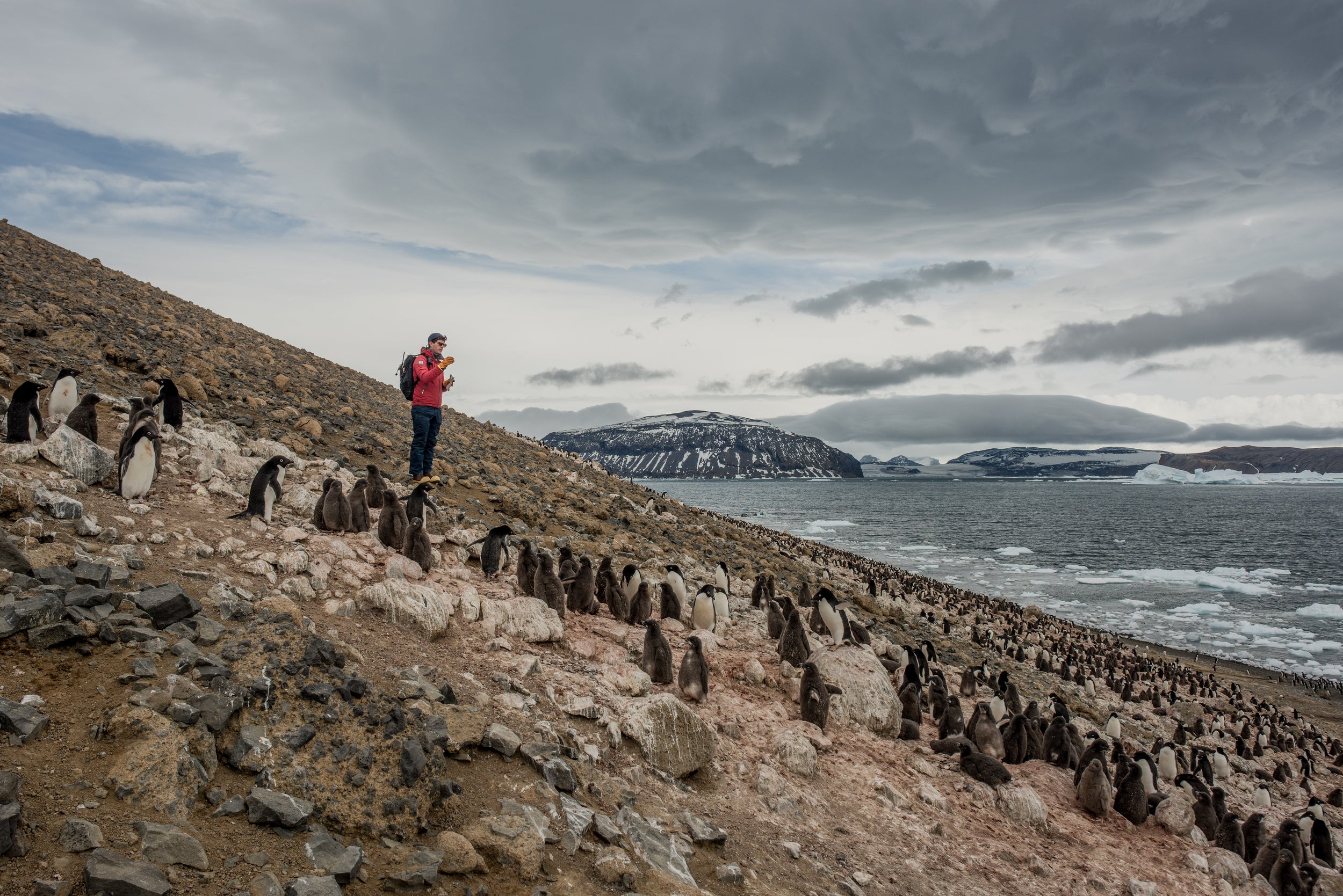 Scientist Dr Alex Borowicz from Stony Brook University counts penguin chicks in an Adelie penguin colony in Vortex Island, Antarctica (Tomas Munita/Greenpeace/PA)