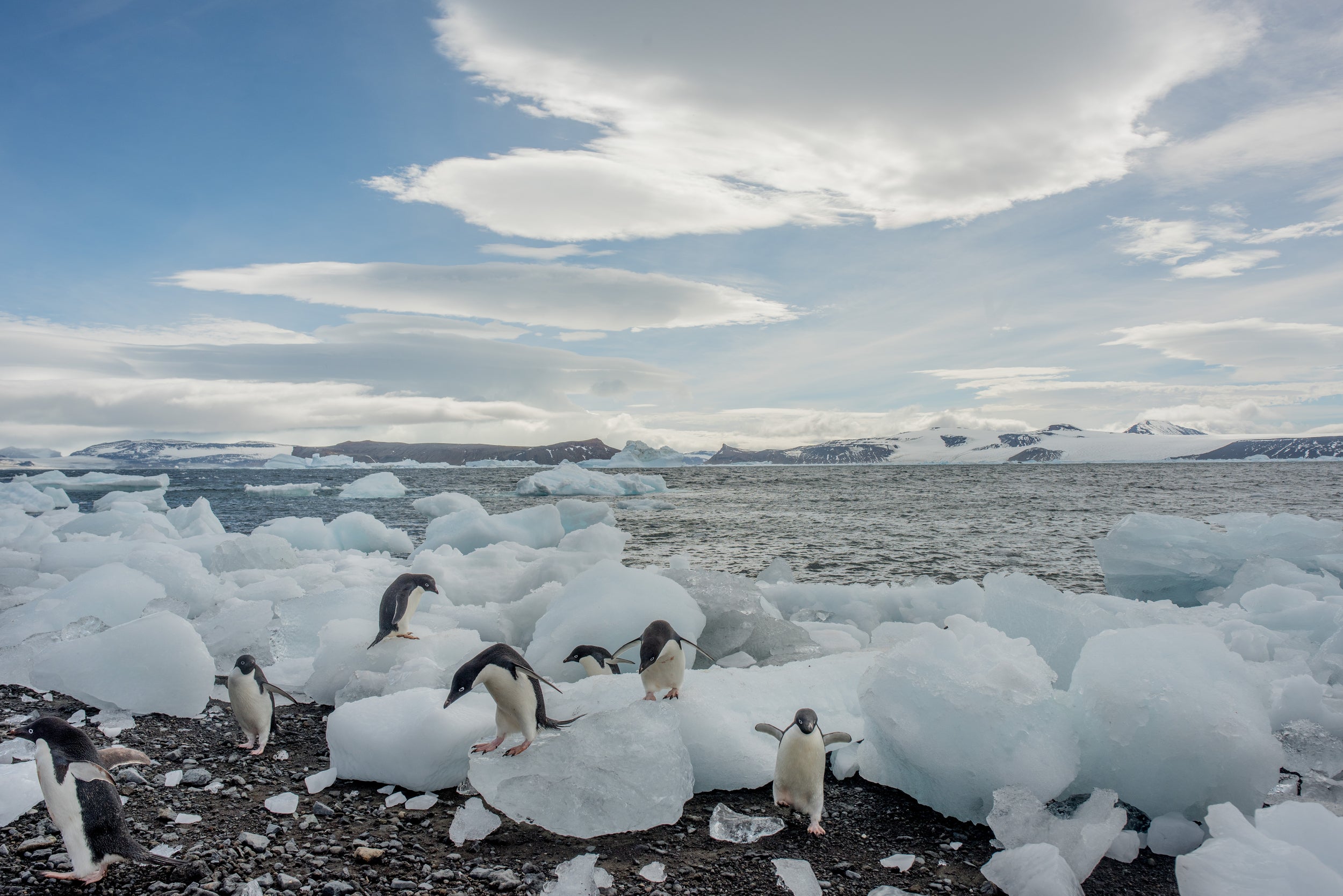 Adelie penguin at a colony on Vortex Island, Antarctica (Tomas Munita/Greenpeace/PA)