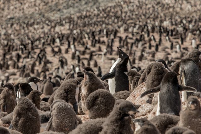 Adelie penguin colony on Devil Island, Antarctica (Tomas Munita/Greenpeace/PA)