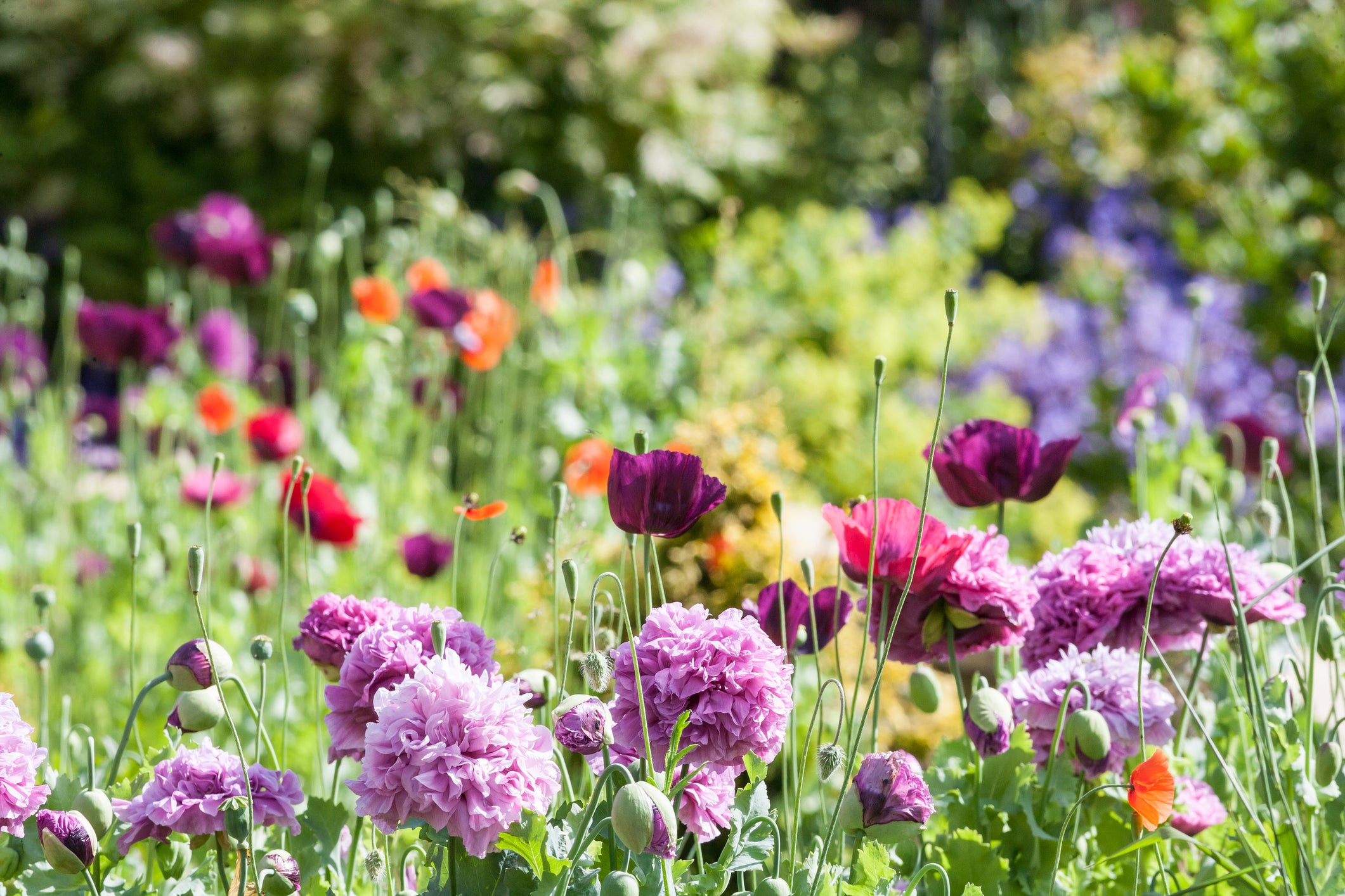 Get to know your garden, says designer Pollyanna Wilkinson