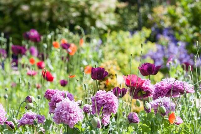 <p>Get to know your garden, says designer Pollyanna Wilkinson</p>