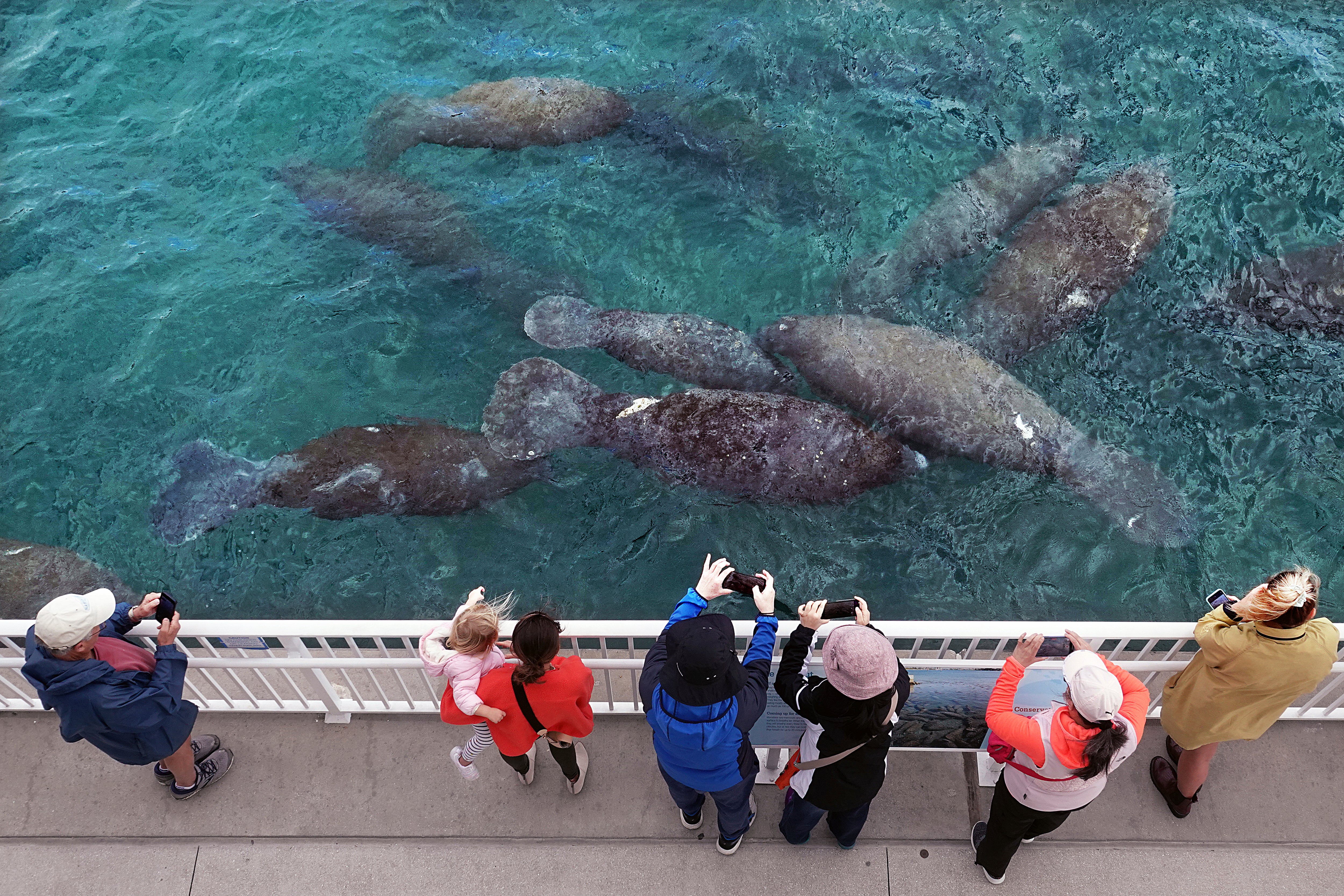 Dying Manatees-Florida