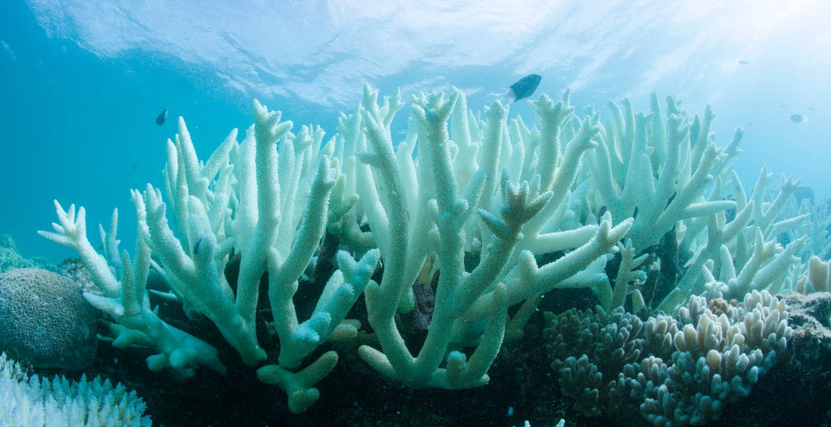 Even 1.5C of global warming will be ‘catastrophic’ for coral reefs, study says