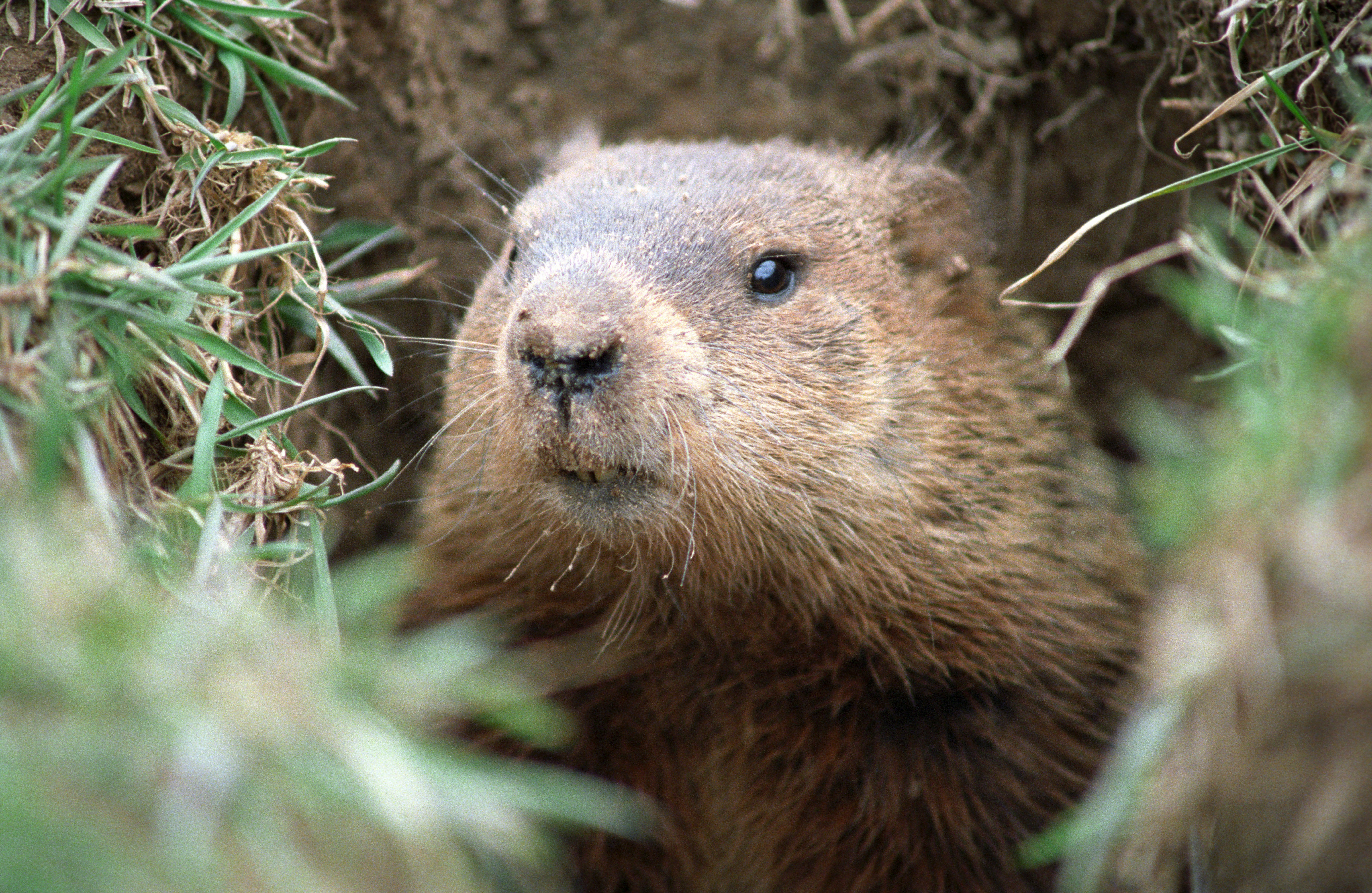 One of the weather predicting groundhogs has died before his big