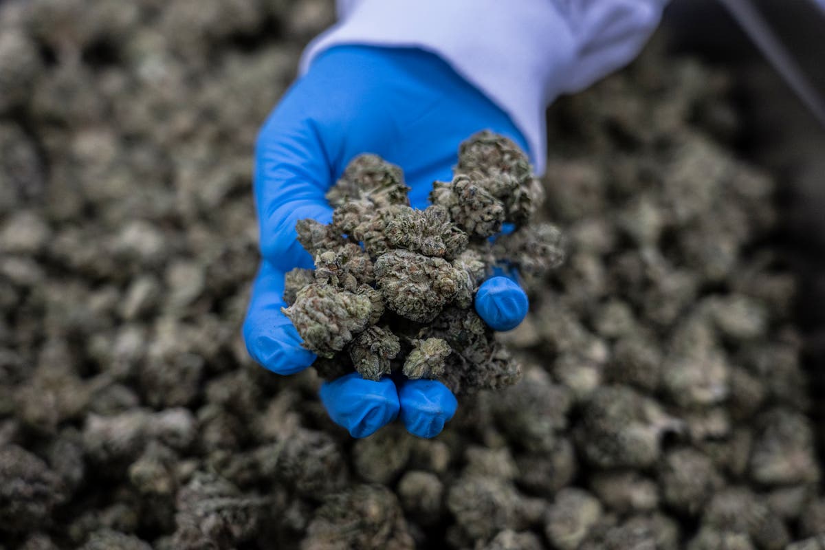 Israeli bigwigs eye profits from cannabis legalization