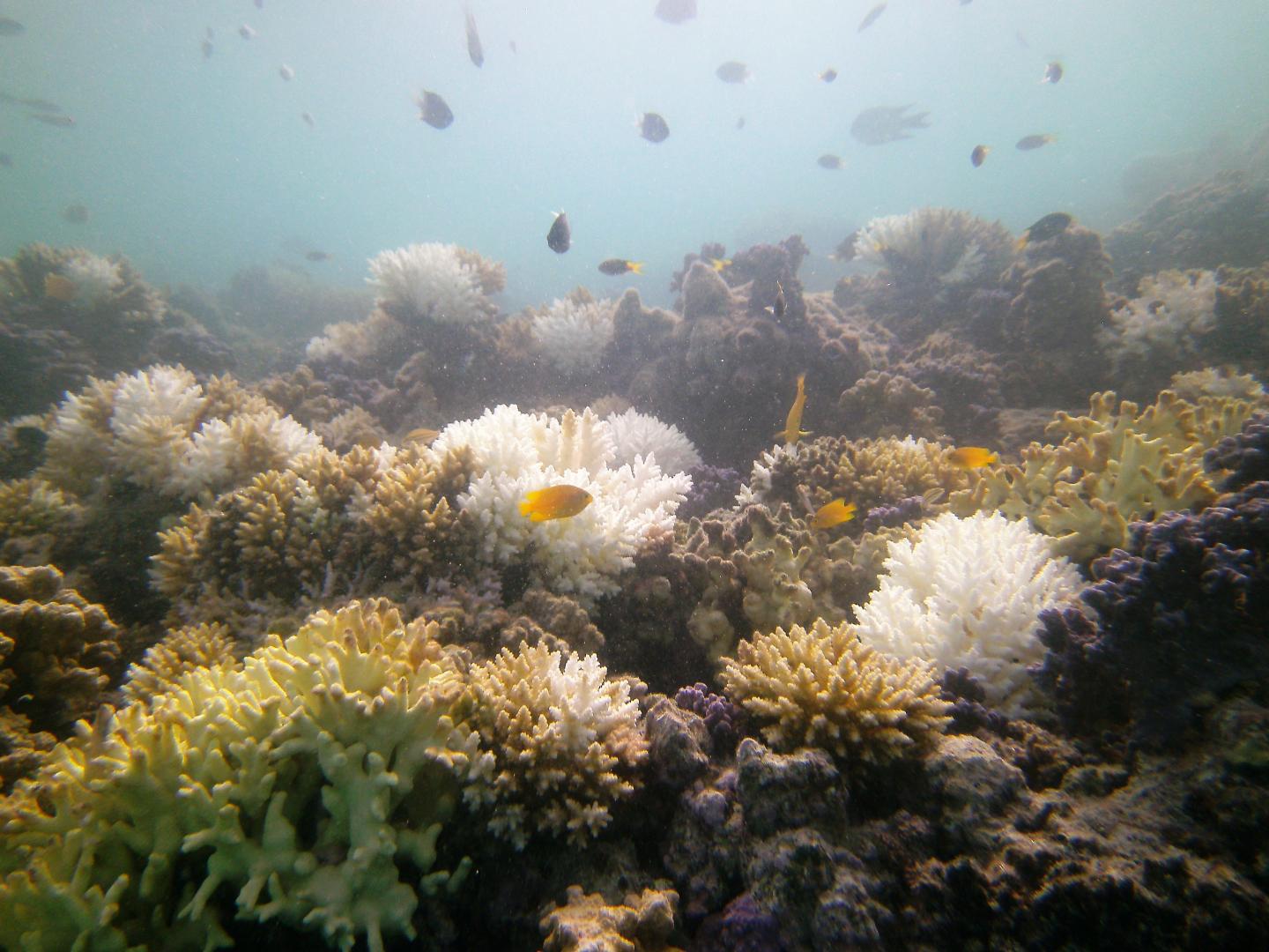 Coral bleaching occurs because of warmer ocean water