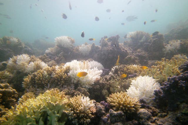 <p>Coral bleaching occurs because of warmer ocean water </p>