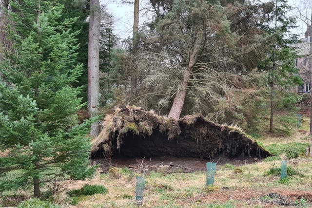 A tree which has blown over near a property in Aberdeenshire after Storm Corrie and Storm Malik battered parts of the country (PA)