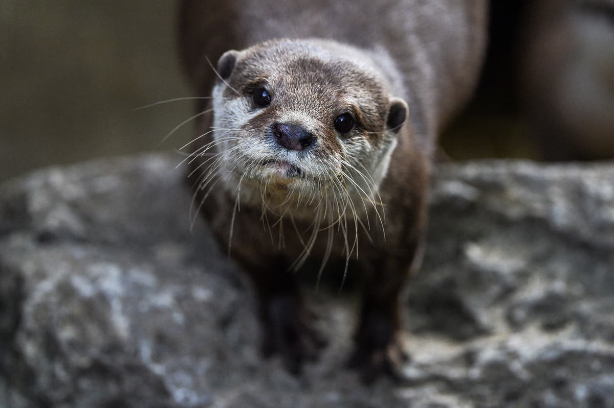 Villagers set up electric fence after &lsquo;terrifying&rsquo; otter causes thousands of pounds of damage