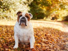 Norway bans breeding of British Bulldogs and Cavalier King Charles spaniels