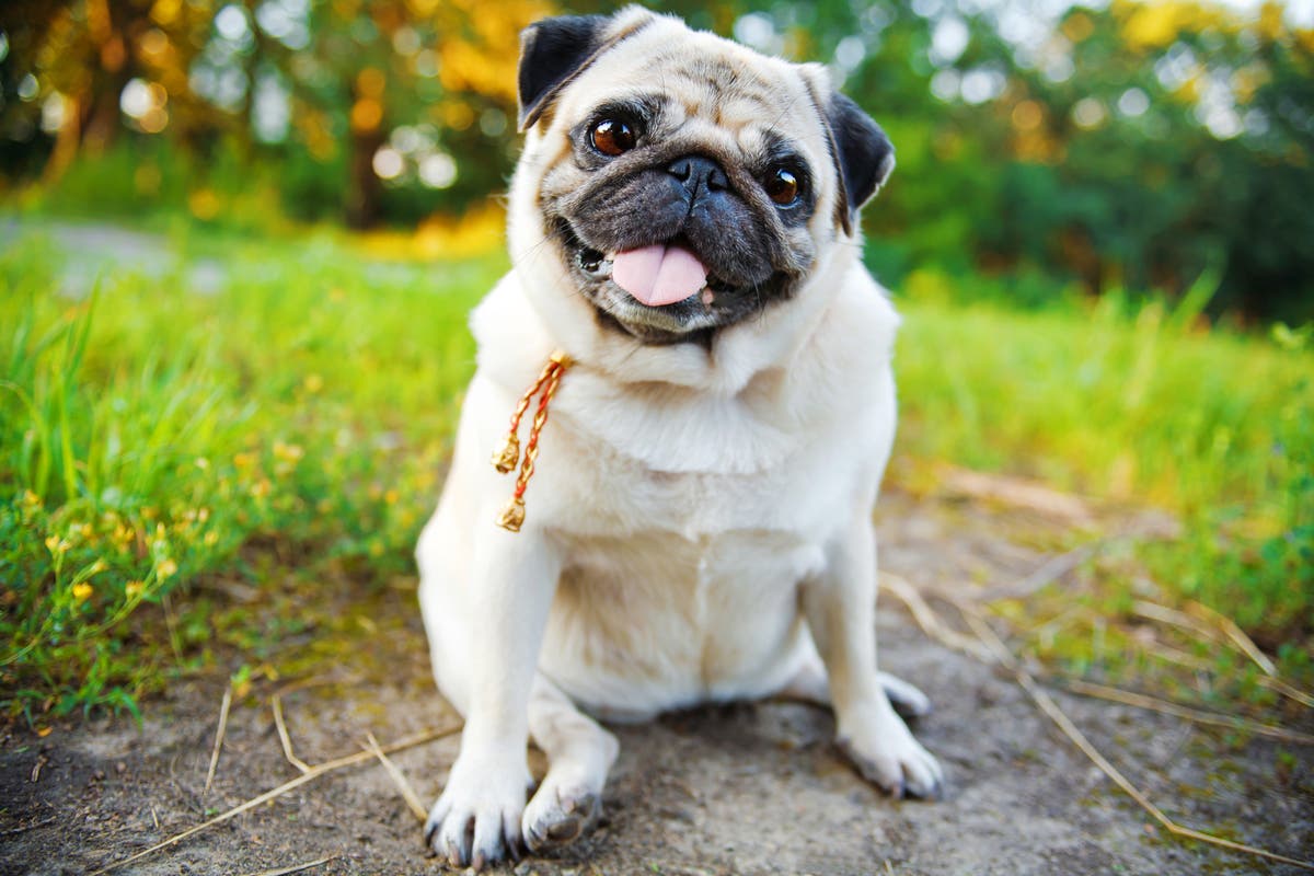 Dog breeds with the most health problems