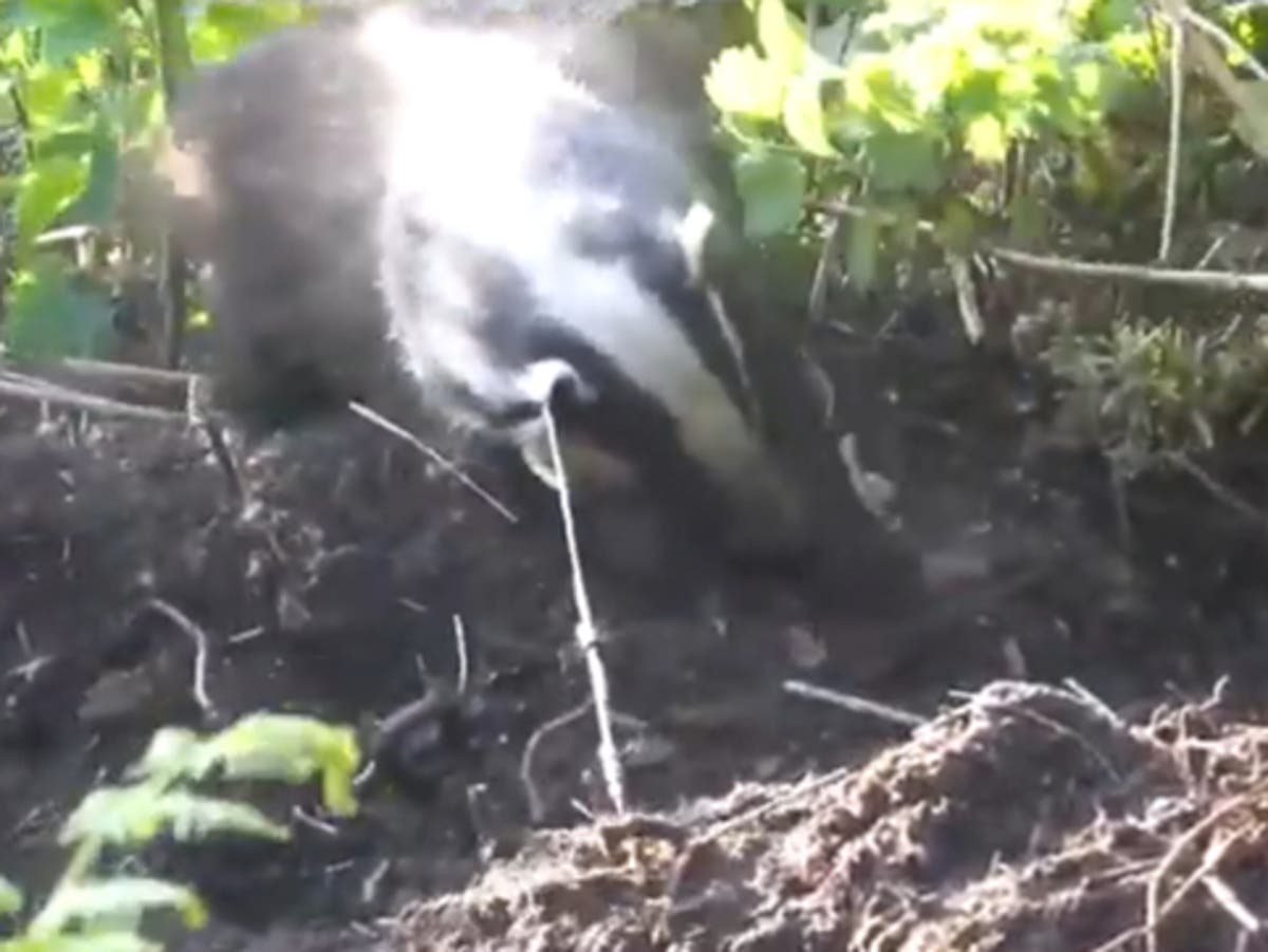 Wildlife suffers as &lsquo;loophole lets rural criminals go unpunished and snares still legal&rsquo;