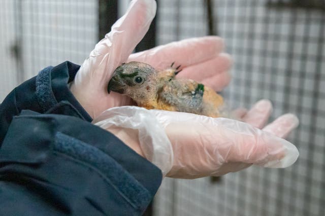 <p>A rare bird has been born at a Devon zoo</p>