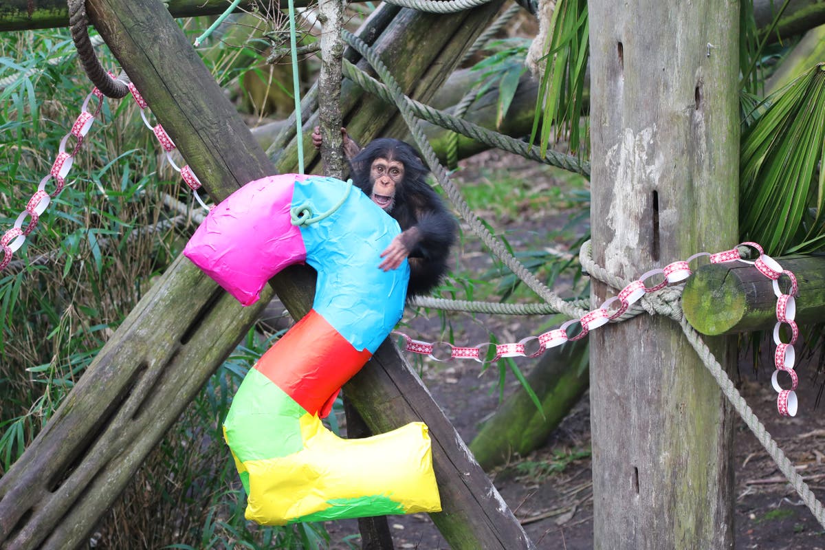 Infant chimp Masindi celebrates her second birthday at Edinburgh Zoo