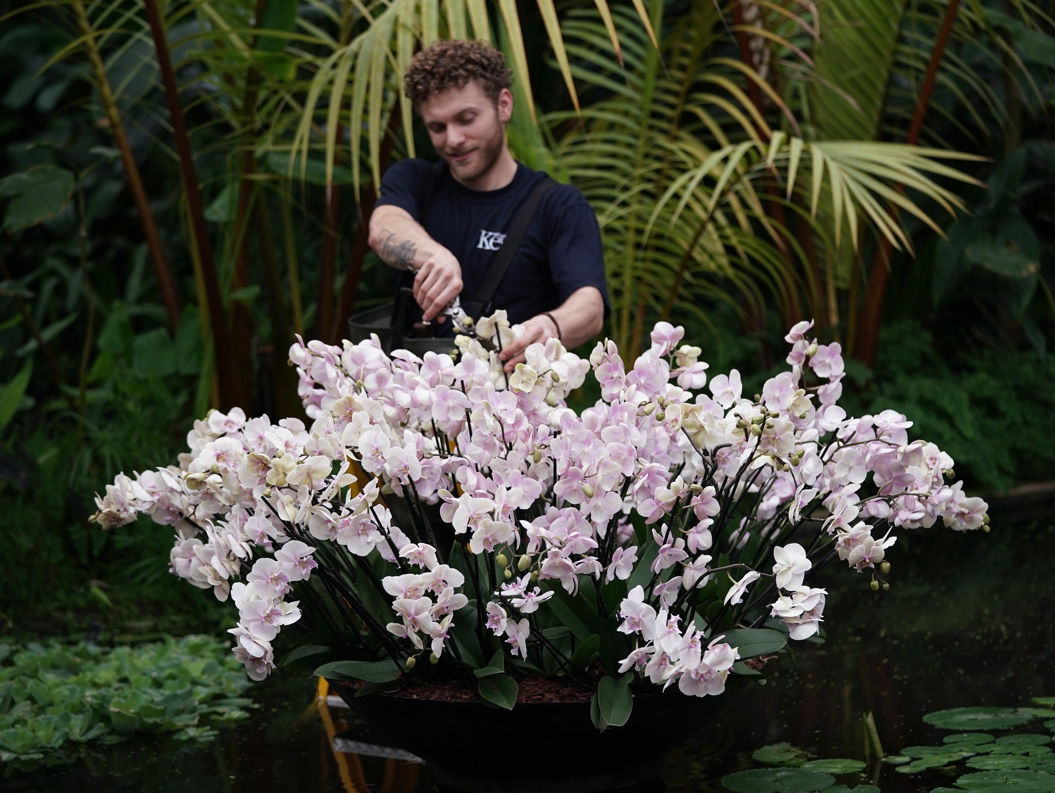 Kew horticulturist Michael Antonetti attending to a display at the Kew Orchid Festival: Costa Rica, at the Royal Botanic Gardens in Kew, west London (Yui Mok/PA)