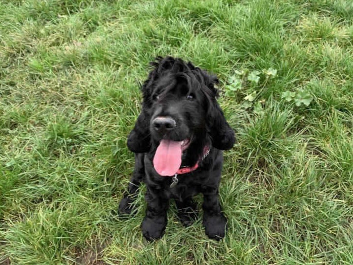 Two-year-old cocker spaniel Hattie has been at Southridge Animal Centre since August 2020