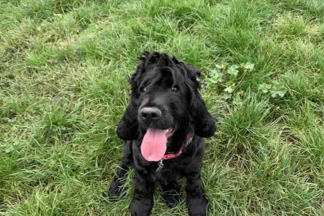 <p>Two-year-old cocker spaniel Hattie has been at Southridge Animal Centre since August 2020</p>