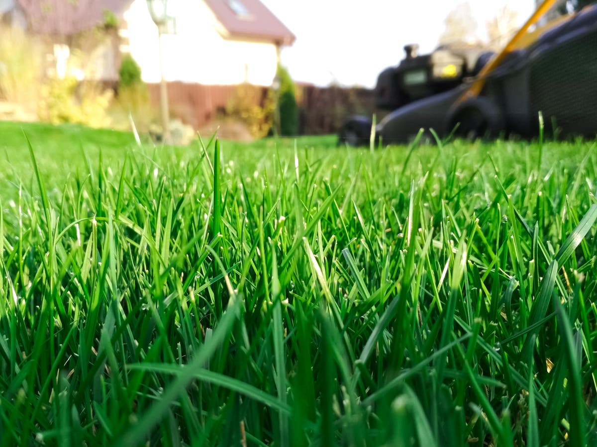 Why leatherjackets are bad news for your lawn and what you can do about