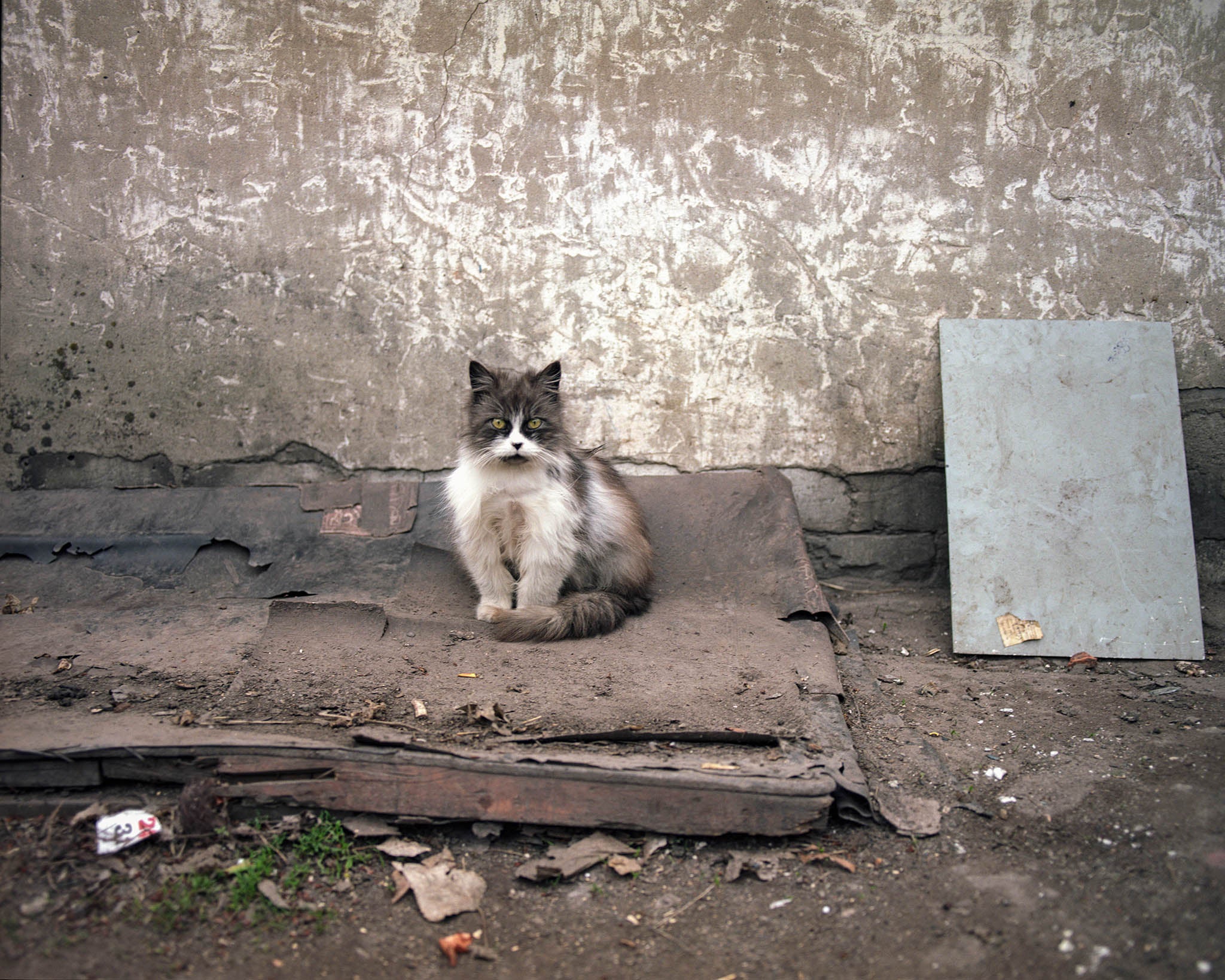 Cat in Ukrainka, Donetsk, 2021