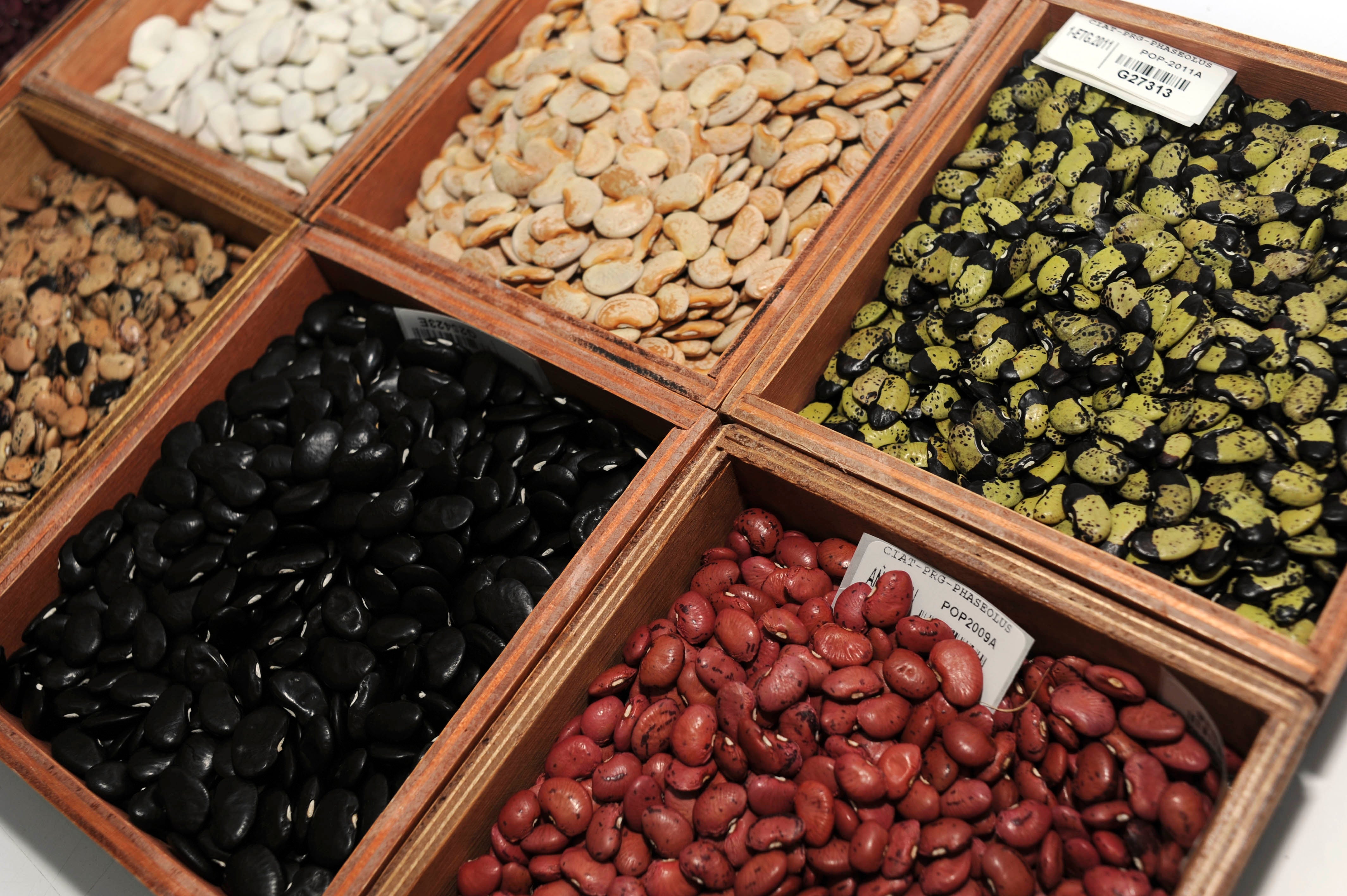 Six varieties of beans at the CIAT gene bank in Colombia